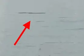 长江武汉经开区段：喜看水清岸绿江豚逐浪图片