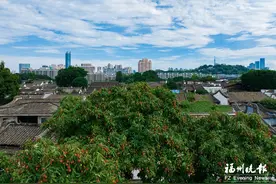 寻味三坊七巷的百年福果 果树名木与悠悠古厝相得益彰图片