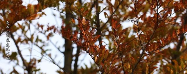 现在的黔南，已经美成这样了→