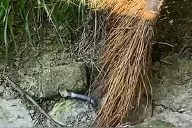 浙江桐乡辟谣“有人放出千条眼镜蛇”：违规养殖的少量小蛇逃出，目前大多数已被抓回图片