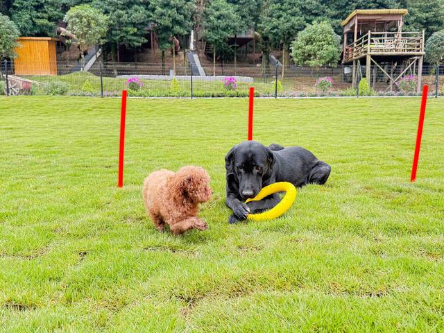 汪汪队集合！西岭宿集森犬乐园开营啦