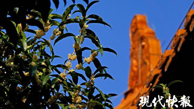 南京朝天宫的秋天，空气在“发糖”