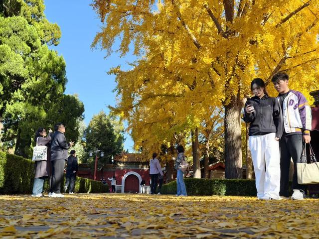 彩叶映红墙，景山公园迎来绚烂的最佳观赏期