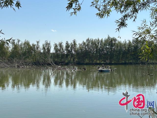 治水兴水看新疆 | 阿克苏国家湿地公园：昔日荒草滩 今朝绿意浓