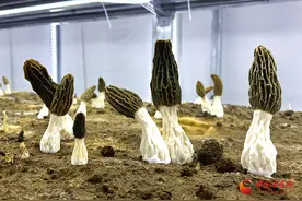 张家川：羊肚菌工厂化种植蹚出增收致富“金路子”图片