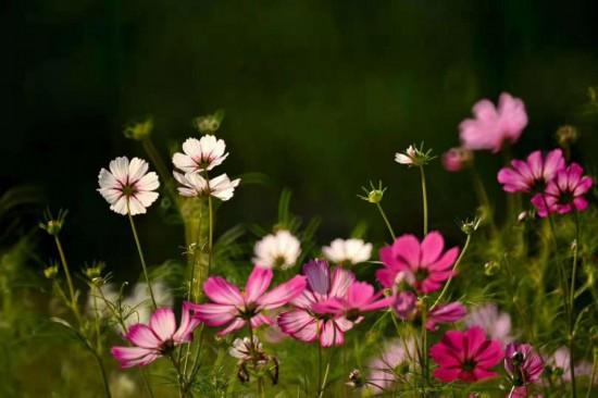 上海秋日浪漫天花板！这些花海美到让人心醉