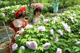 牡丹花开！来峡山赏“国色天香”图片