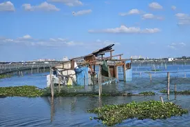 台风过境 阳澄湖大闸蟹怎么样了？图片