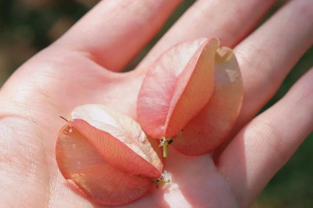 变了变了！秋日翔安，一路“繁花”