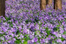 上春山赏春花！一起来看南京高校“顶流校花”图片