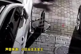 几条大狗凌晨在小区乱窜撕咬流浪猫，社区回应：还在查找，已报警图片