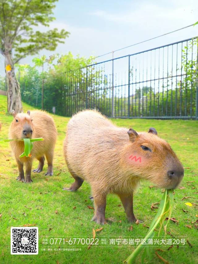 来南宁园博园，与萌宠一起度过趣味初冬