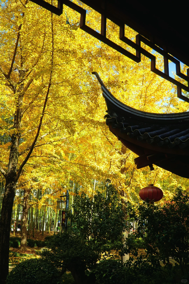 小众免费！上海这个百年古典园林藏着绝美秋色→