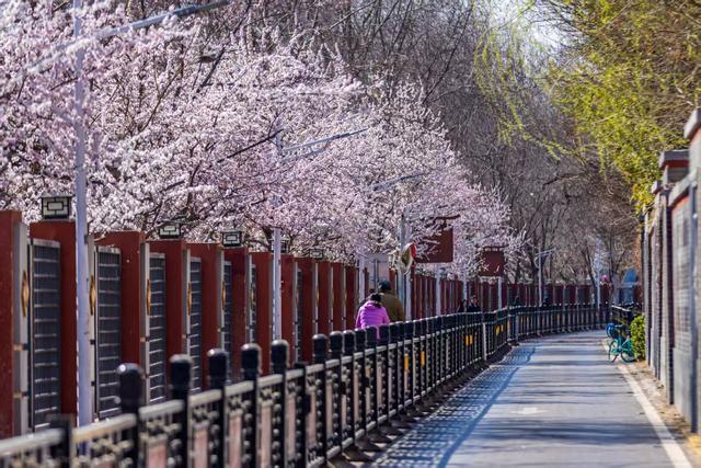 惊艳！北京十里堡桃花绽放，诉说春日浪漫