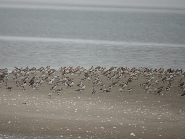 最后一只圈养勺嘴鹬去世，死前仍在寻找同伴