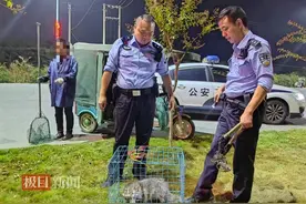 湖北枣阳公安及时救助国家二级保护动物“果子狸”图片