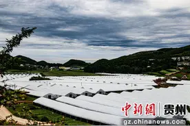 贵州威宁：平菇丰收采摘忙 乡村振兴产业旺图片