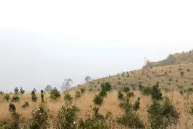 威宁：短柱油茶绿青山 茶油金黄香满园图片