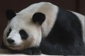 愿熊猫星球不再有病痛！大熊猫“丽丽”因病去世图片