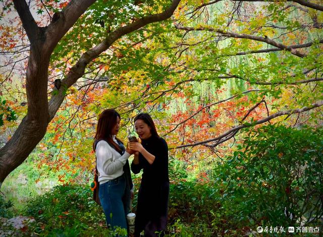 五龙潭公园里水杉林里，“跳”进来两只银杏鹿