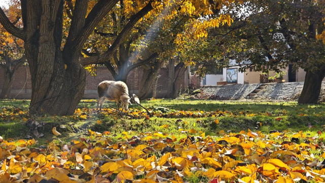 梨韵什川 美丽皋兰！ 第二届“梨园红叶”网络创作采风活动即将开启