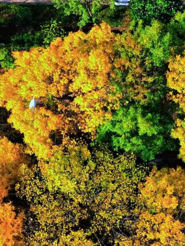 太美了！这里是日照万安路