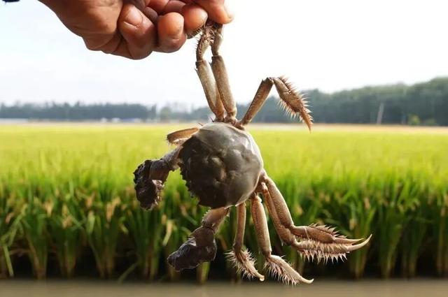 【假期趣游永宁】永宁稻田蟹等你捞，一口膏黄醉金秋！