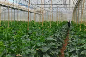 永胜县：设施农业赋能高原特色农产业高质量发展图片
