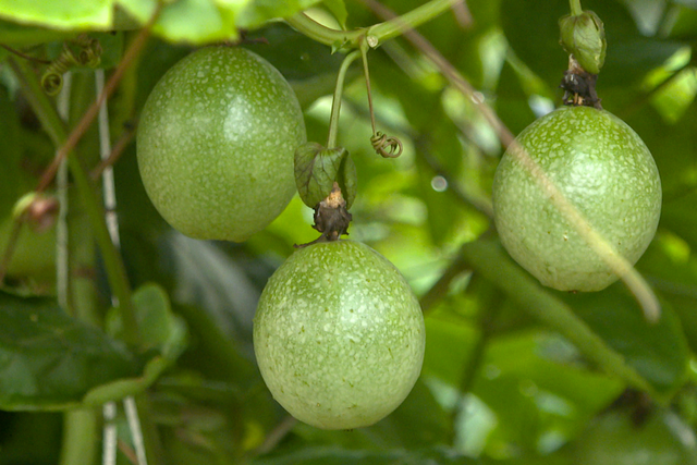 南宁冬季水果采摘全攻略 | 东北老铁、西北家人，告别猫冬！来南宁实现“水果自由”