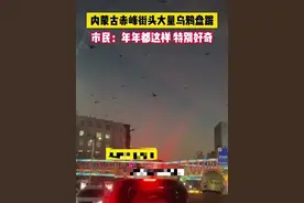 内蒙古赤峰傍晚上千乌鸦盘旋排泄物遍地 林业部门：气温高、乌鸦聚集无人敢打图片