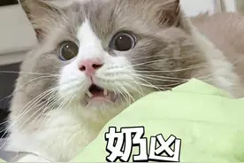 上海这里养了600只猫，被称“猫猫天堂”！太治愈了→图片