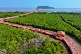 海陵岛红树林国家湿地公园吸引众多游客前来打卡图片