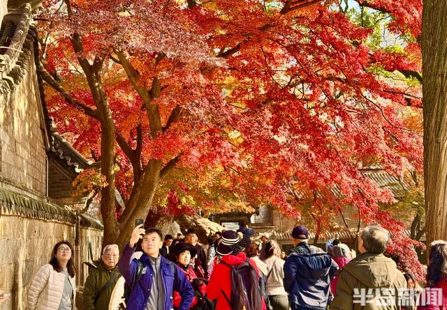 冬藏“枫”景！太清宫百年红枫进入最佳观赏期