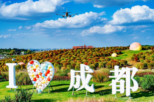 成都人，粉黛+地肤，空港花田给你独属的秋日浪漫！
