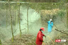 慈利县：中药材春季防虫正当时图片