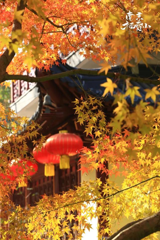 全国前三，南京栖霞山！
