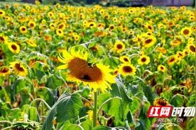 株洲联通全力守护网红打卡点网络畅通图片