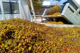 礼县：小小野菊花变身“致富花”图片
