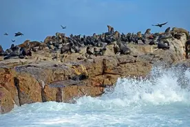 【科学强国】海豹有独特的“社交距离”，还能预防疾病图片