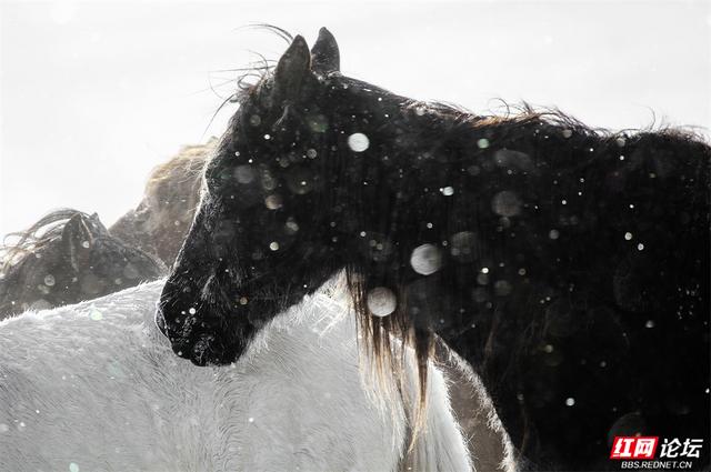 跟着网友游内蒙古丨雪线之上，生活如歌