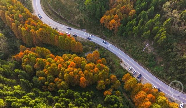 彩林进入黄金期，这条旅游公路美出圈！