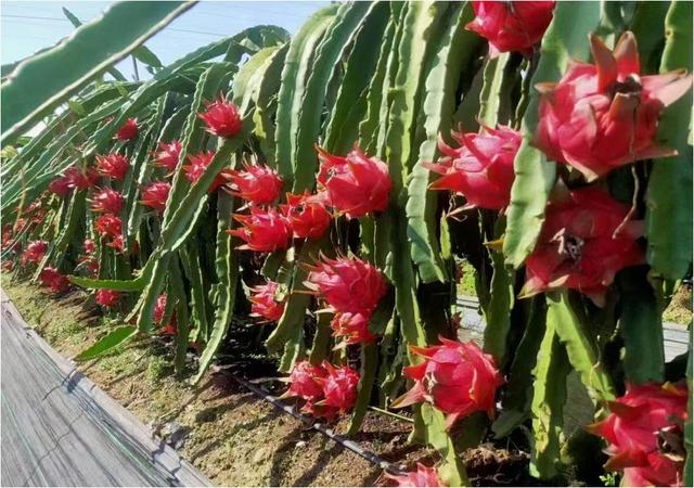 弥勒这里值得一去！好吃、好玩、好看…