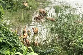 麋鹿“上岸”后，看湖南怎么守护图片