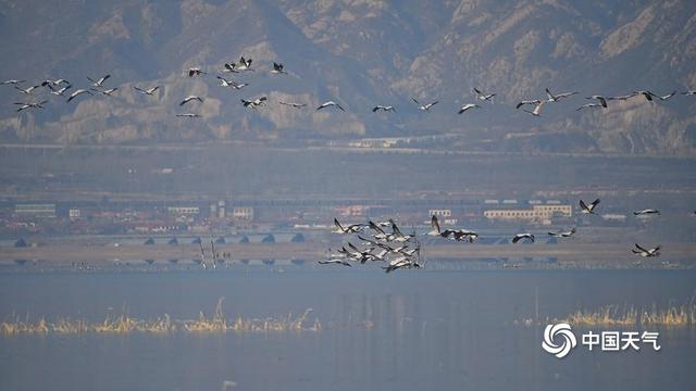 野鸭湖灰鹤群“起舞” 绘就冬日和谐生态画卷