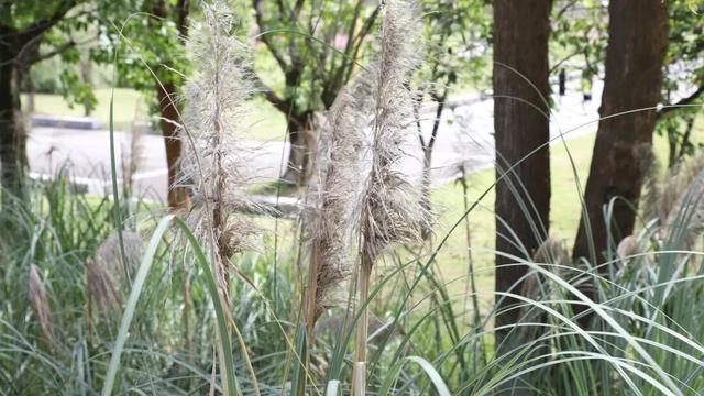 达州粉黛乱子草、枫叶已上线！快去打卡