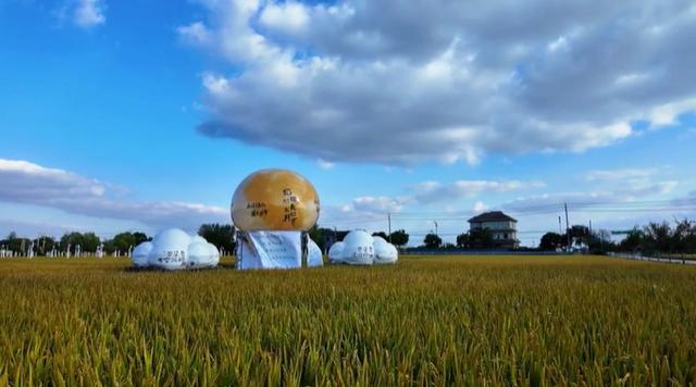 美哭！扬州稻田绝美秋景别错过～