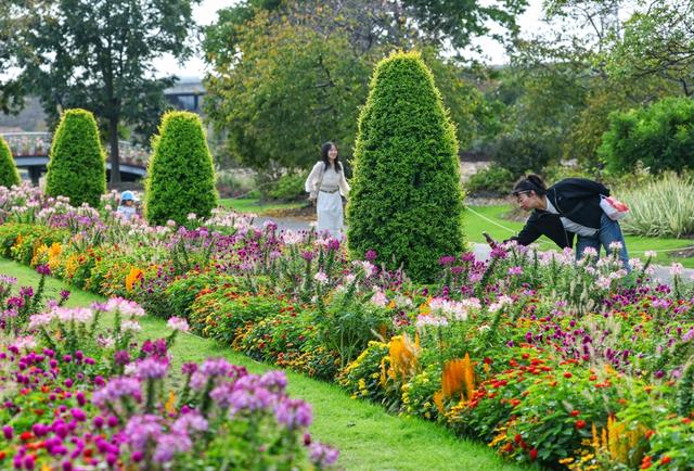 快收藏！辰山植物园红黄橙交织的秋日画卷