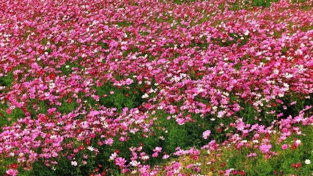 阳江冬日限定“粉海”！市区出发，仅需半小时车程