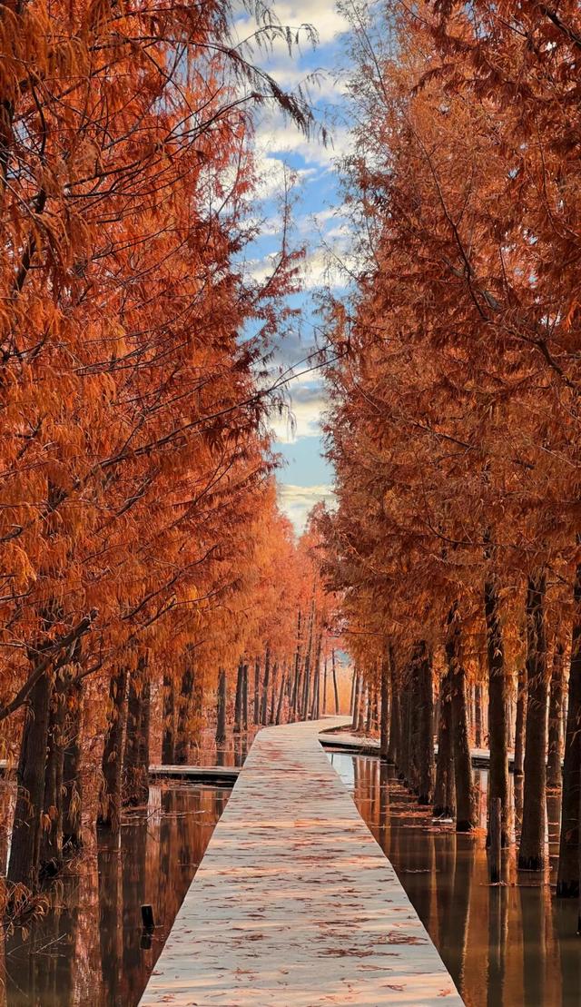 郑州初冬的浪漫，是「水杉」给的~~~