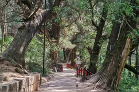 【四川交通】广绵新蜀道谱出古柏与高速的绿色协奏曲图片